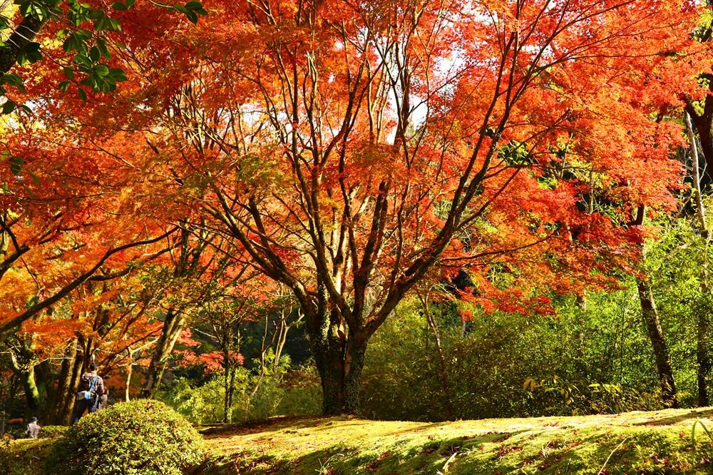 青井岳の紅葉