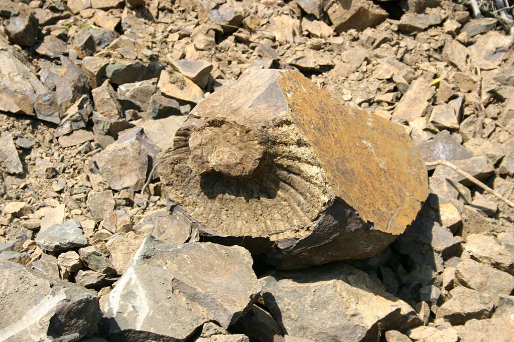 獅子島　化石