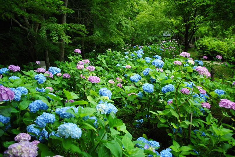 高野山真言宗別格本山 呑山観音寺（のみやまかんのんじ）