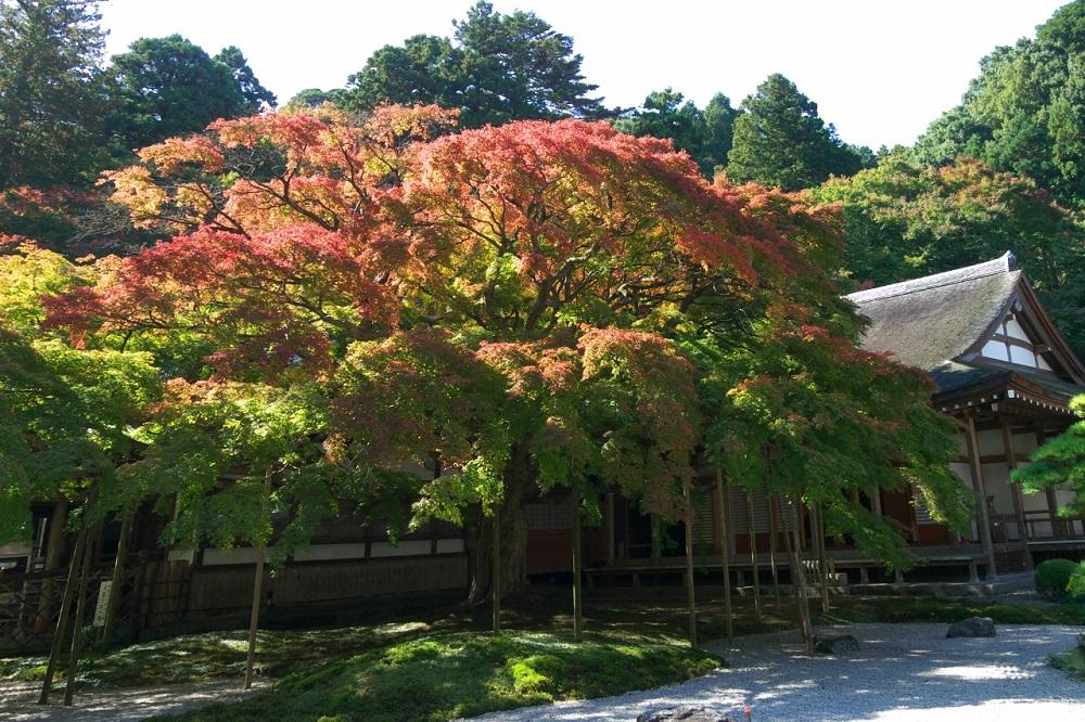 真言宗大覚寺派 千如寺大悲王院 （らいざんせんにょじだいひおういん）