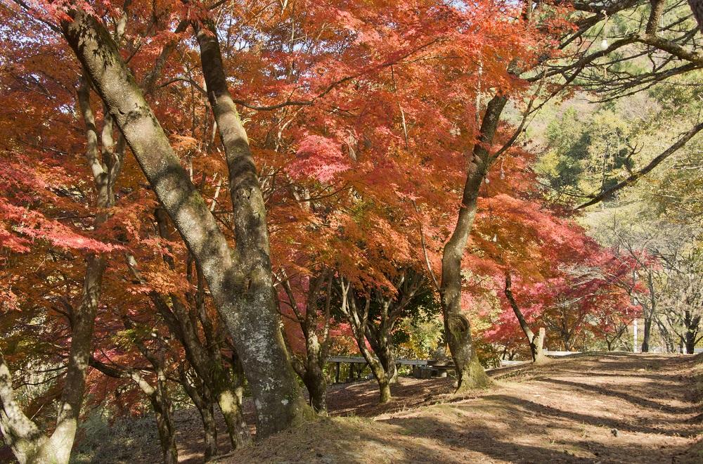 2022 九州の道の駅からサクッと行ける紅葉スポット21選（後編）