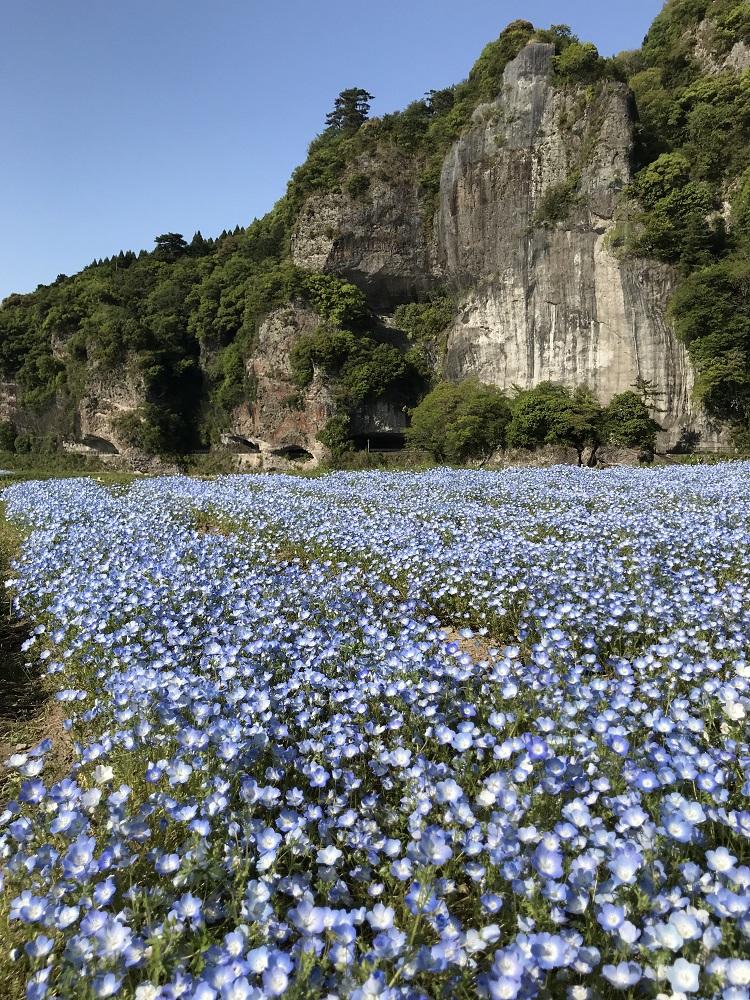 競秀峰とネモフィラ