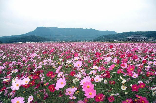 三光コスモス園