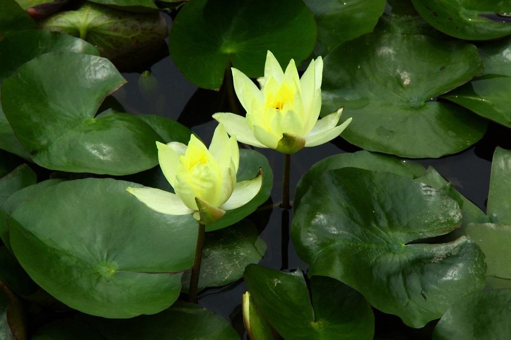 大和中央公園花菖蒲園