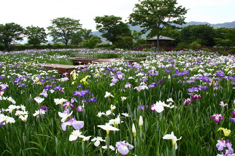 大和中央公園花菖蒲園