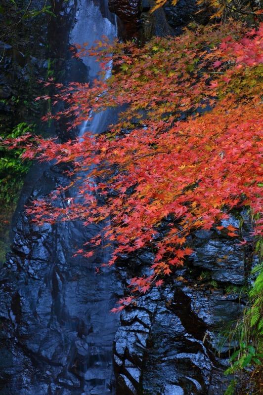 轟渓流の紅葉