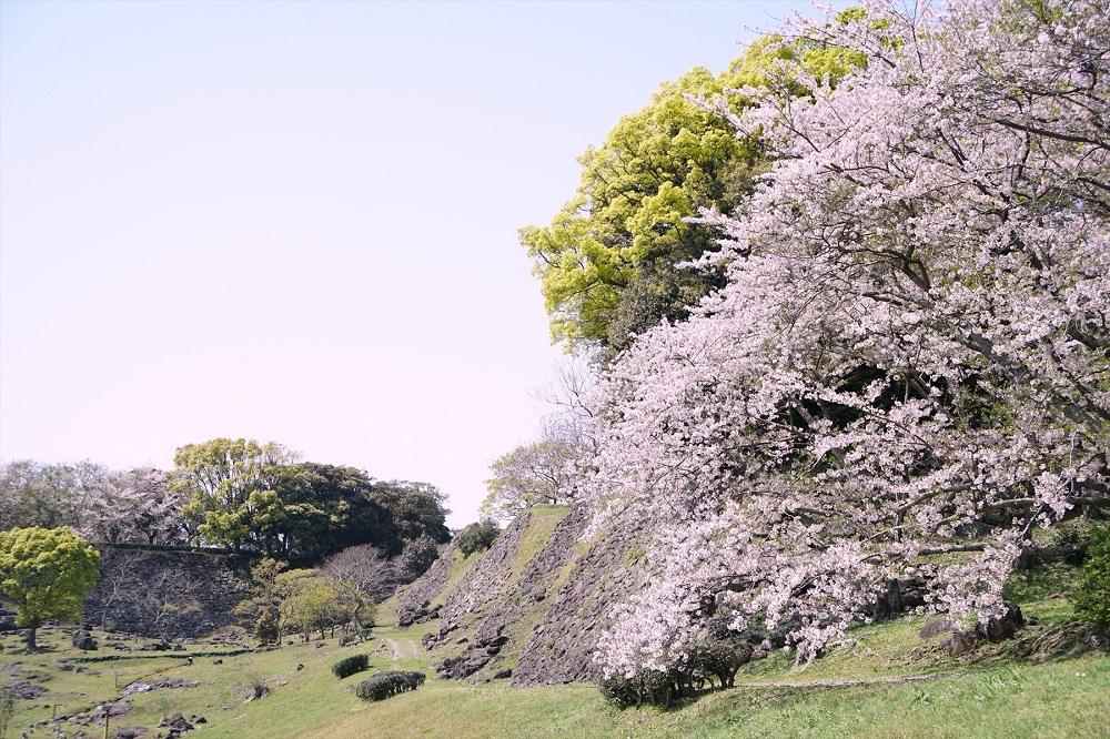 名護屋城跡の桜