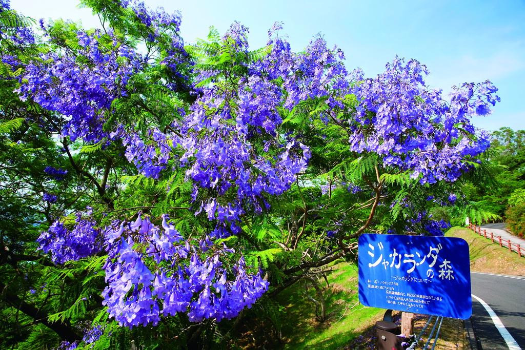 2023 九州・道の駅にも近い！初夏から夏の花名所10選