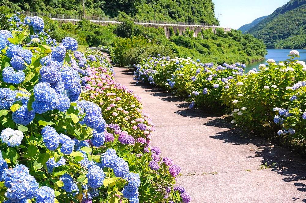 2023 九州・道の駅にも近い！初夏から夏の花名所10選