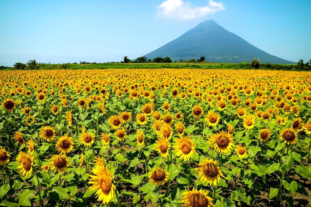 2023 九州・道の駅にも近い！初夏から夏の花名所10選