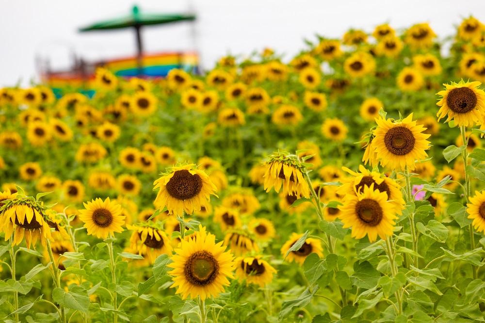 2023 九州・道の駅にも近い！初夏から夏の花名所10選