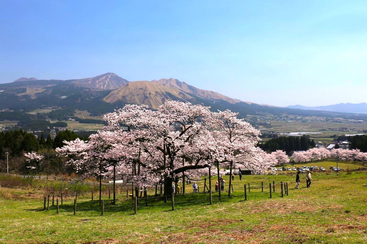 観音桜