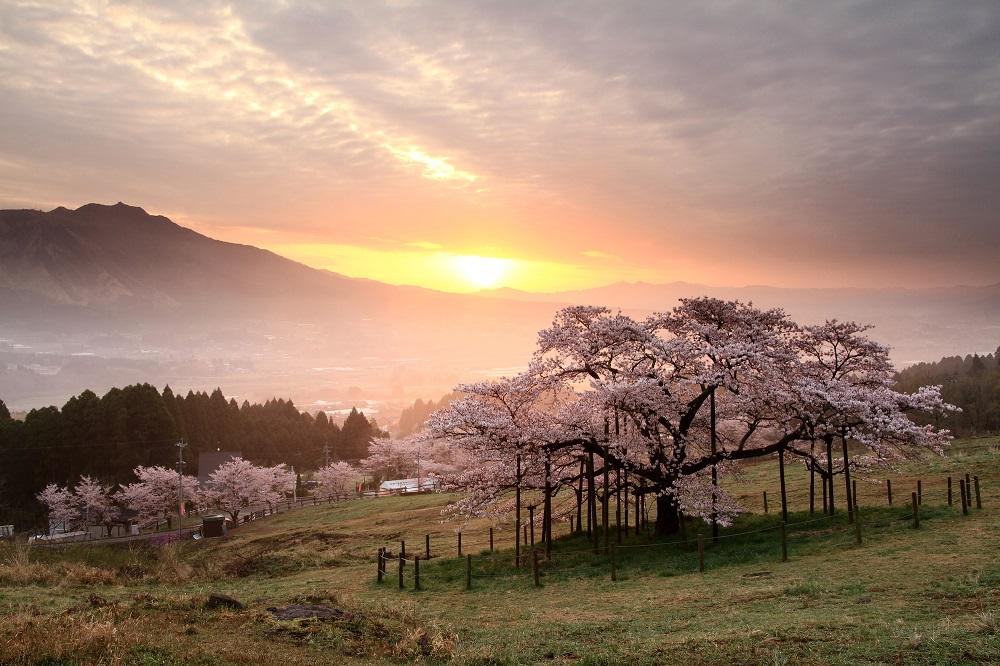 観音桜