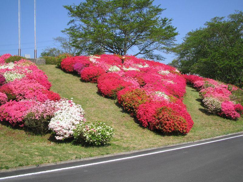 丸岡公園