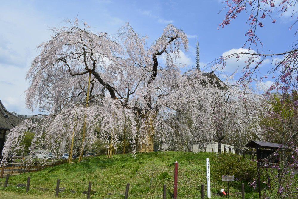 浄専寺の枝垂れ桜