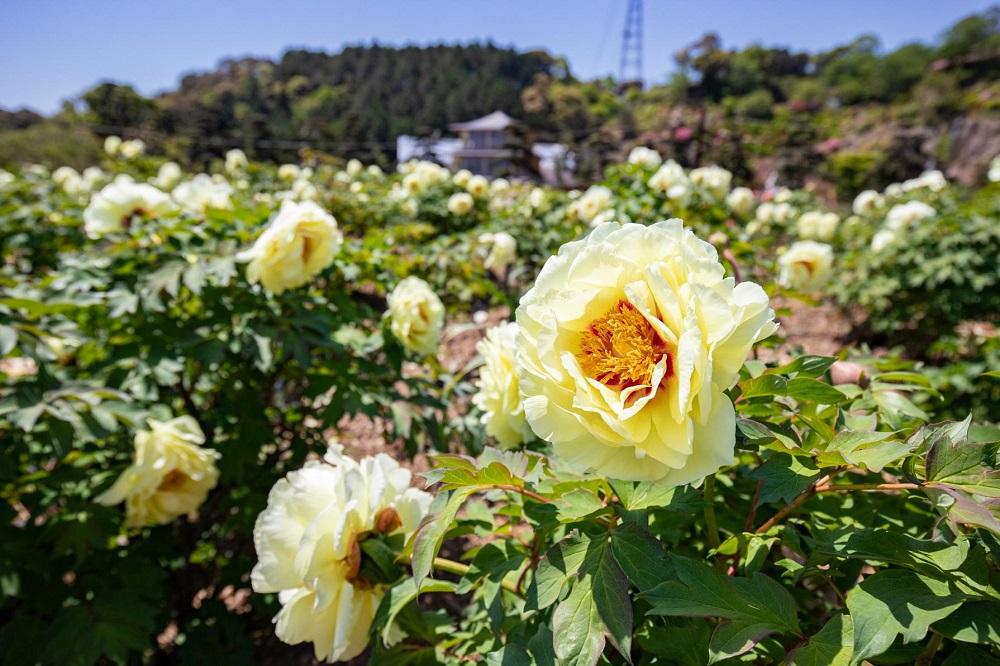 移動15分内で行ける！2023 九州道の駅×花名所