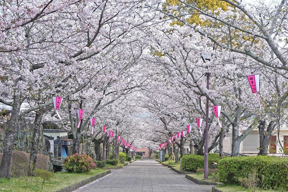 移動15分内で行ける！2023 九州道の駅×花名所