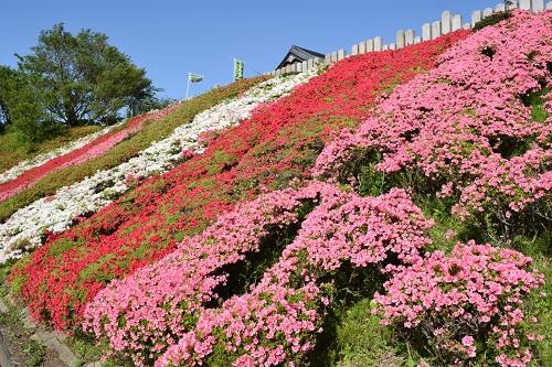 移動15分内で行ける！2023 九州道の駅×花名所