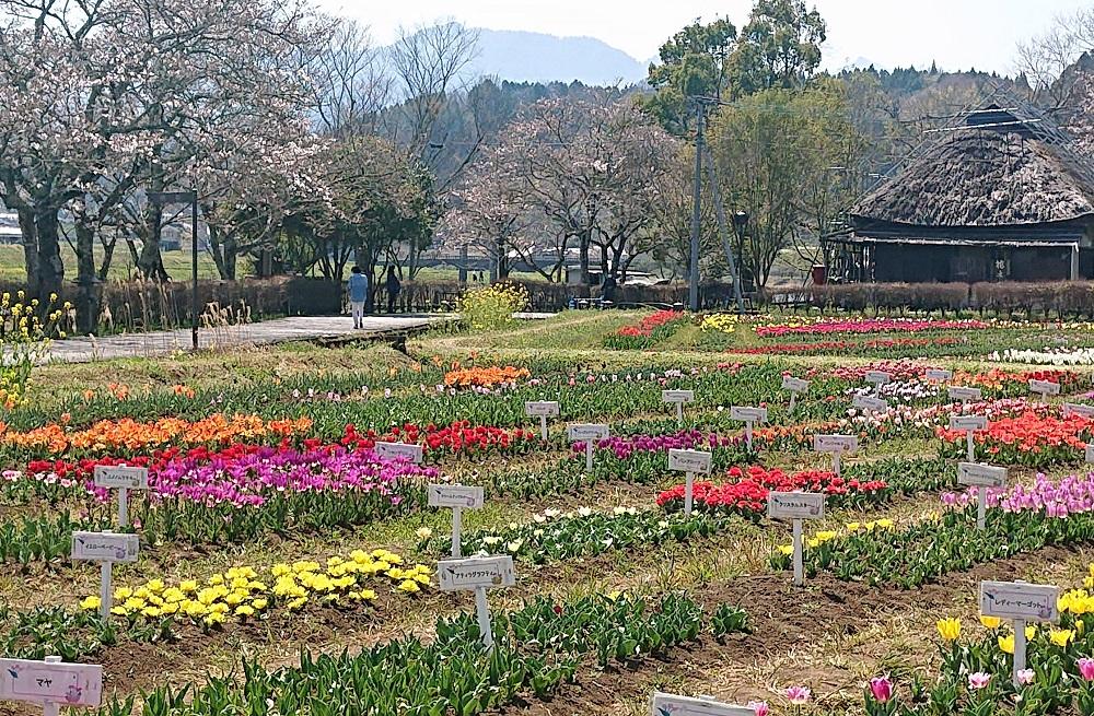 九州・花咲く道の駅ベスト5