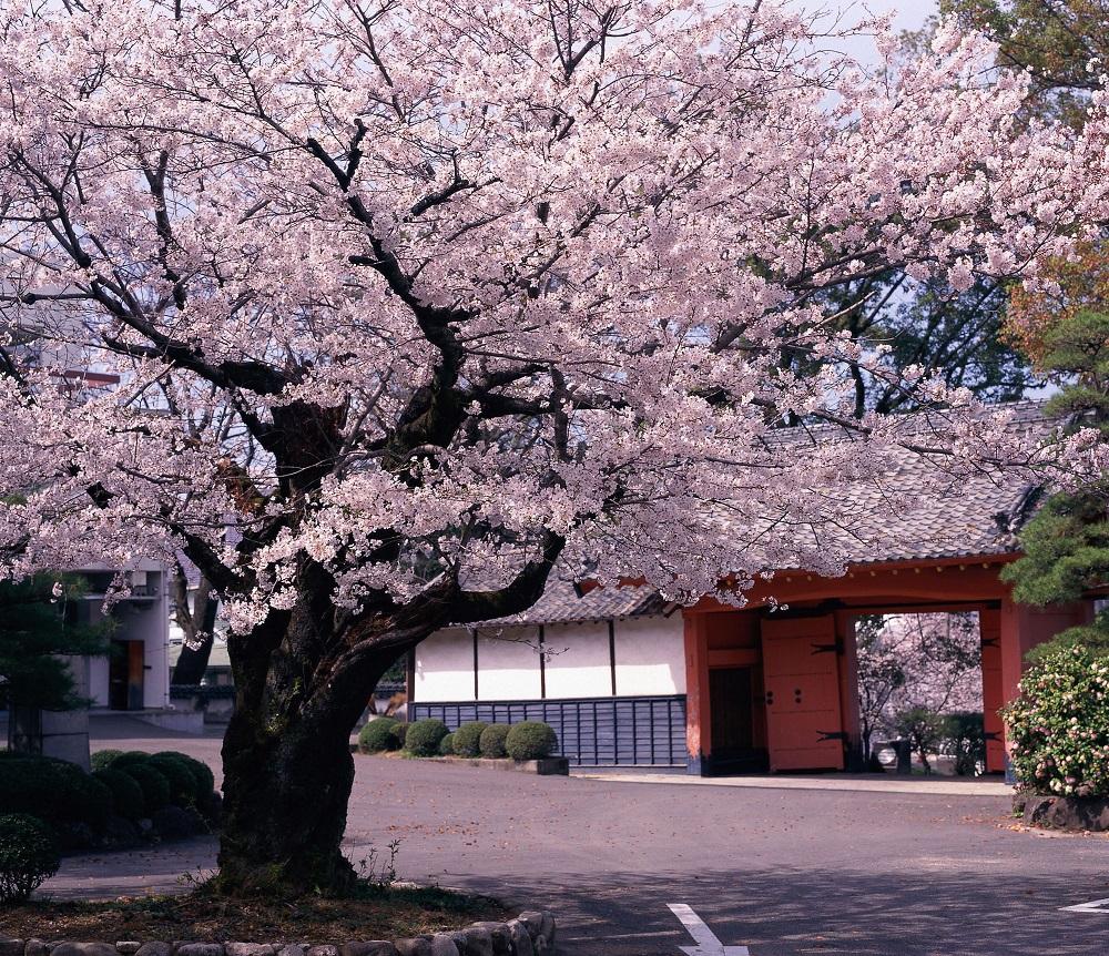 移動15分内で行ける！2023 九州道の駅×花名所