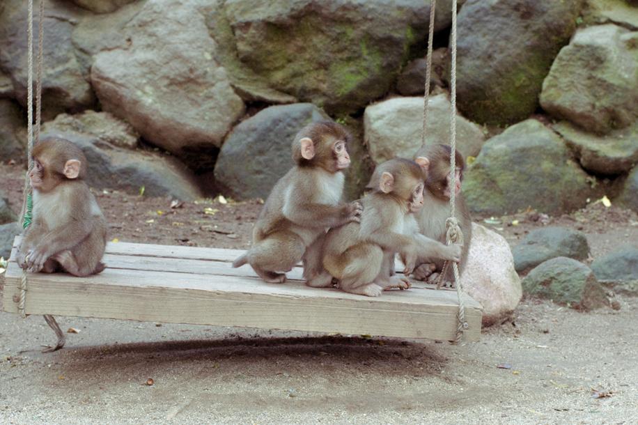 高崎山自然動物園