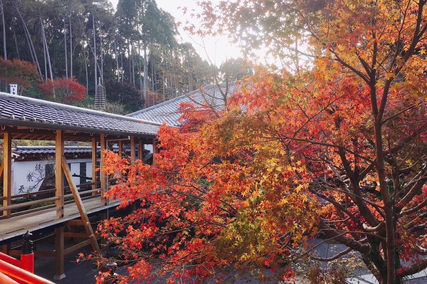 2024年秋  道の駅から15分内！九州の紅葉スポット20選（後編）