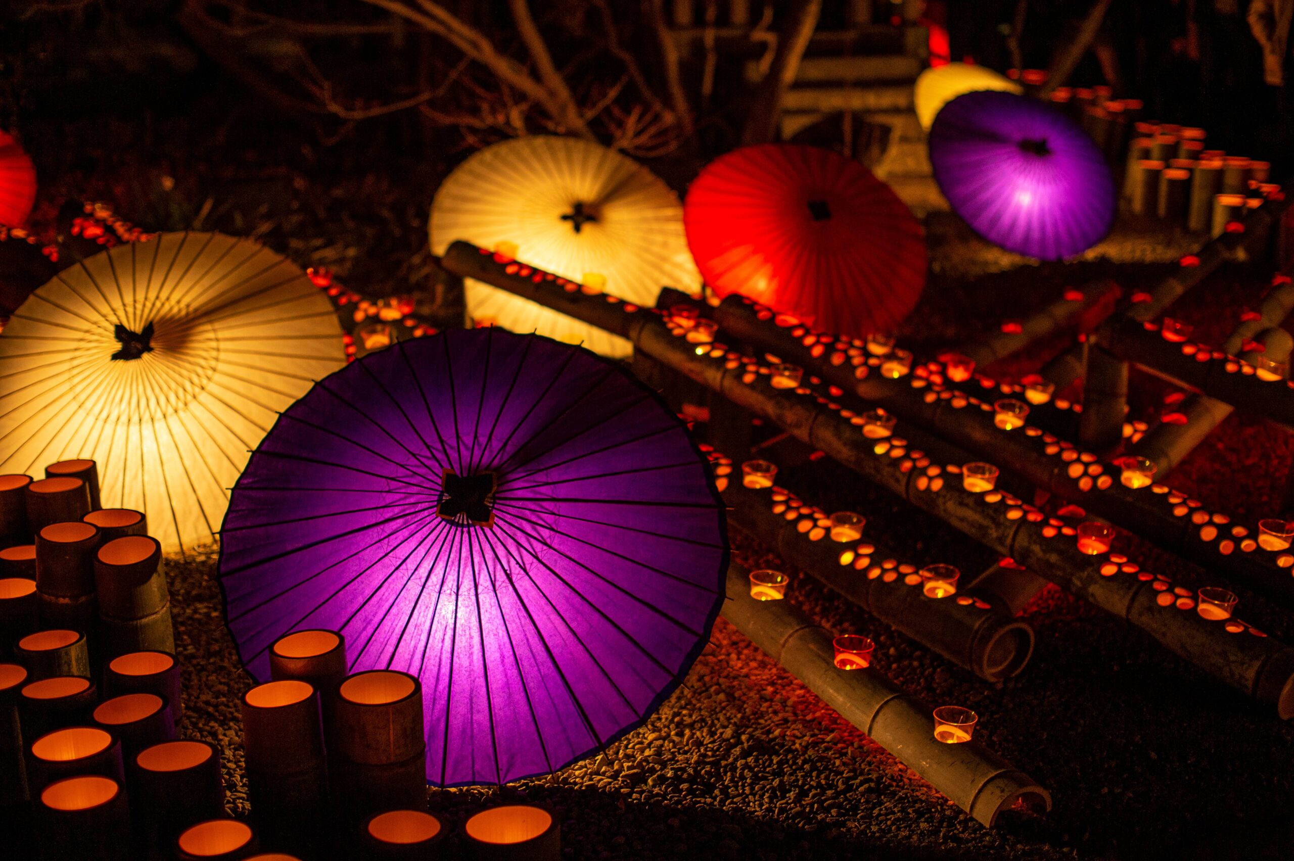 chevrotain (Tragulidae spp.)